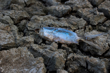 portrait of fish on dry land in the dry season