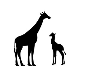Giraffe and giraffe cub mammal silhouette animal. Vector Illustrator.