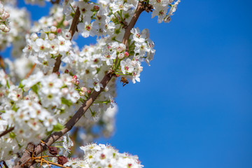 Spring flowers and blossoms with bees pollinating