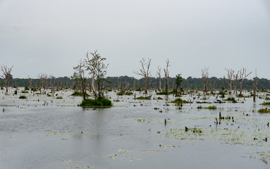 The huge East Baray artificial reservoir dug by hand by the ancient khmers to store water reserves for the town of Angkor