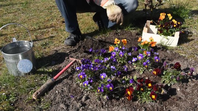 Gardener planting flowers (pansy) in the garden