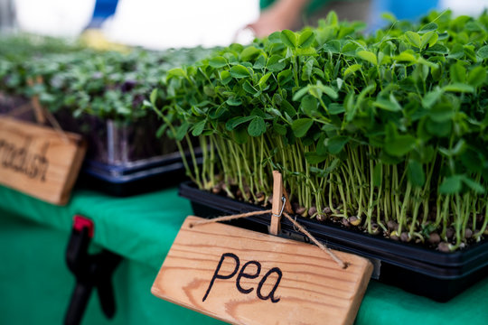 Pea seedlings at farmers market, Louisville, Colorado, USA