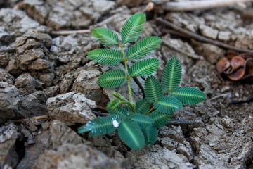 portrait of grass above the cracked soil texture in the dry season