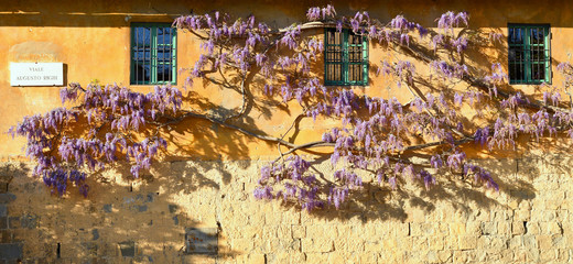 Beautiful purple wisteria flower in bloom on a house with green windows and yellow walls. Florence,...