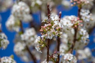 Spring flowers and blossoms with bees pollinating