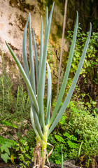 Fototapeta premium cebolinha