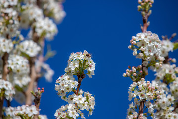 Spring flowers and blossoms with bees pollinating