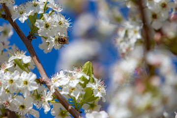 Spring flowers and blossoms with bees pollinating