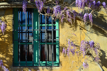 Beautiful purple wisteria flower in bloom on a house with green windows and yellow walls. Florence, Italy.