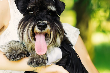 close-up of dog on the hands of the bride. mini schnauzer shows