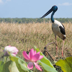 Big bird with blue head standing at the shore of the river with lotus flower in the foreground