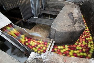 Apple processing at cider mill