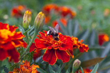 A bumblebee on a orange flower tagetes