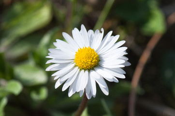 Fototapeta premium Daisy blooming on a meadow during spring