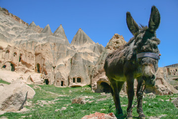 donkey in field cave houses of Cappadocia Goreme Turkey