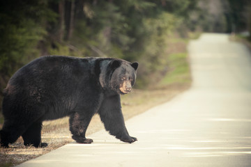 A large Black Bear crosses a paved road