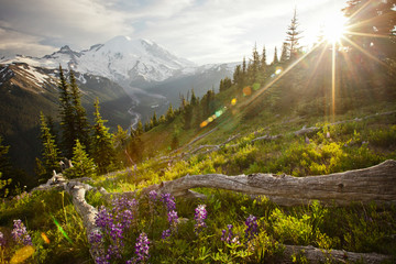 Wildflowers in Mount Ranier National Park
