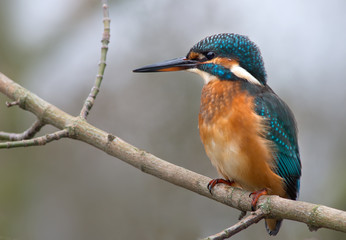 Eisvogel Weibchen sitzt auf Ast