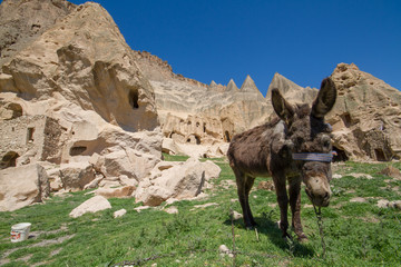 donkey in field cave houses of Cappadocia Goreme Turkey