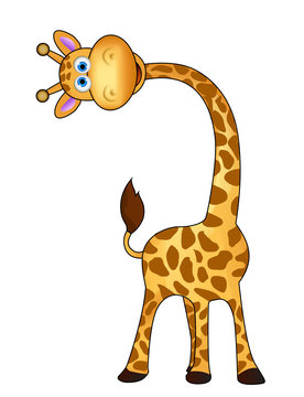z&uuml;rafa