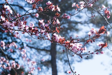 La primavera inizia