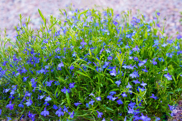 Obraz na płótnie Canvas Lobelia plant. Small flowers of blue color.Concept decoration, wallpaper, flower background