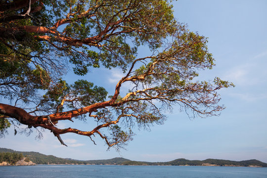 Arbutus tree hanging over Pacific Ocean