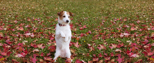 WEBSIDE BANNER AUTUMN DOG. JACK RUSSELL PUPPY STANDING ON TWO HIND LEGS  ON FALL LEAVES GRASS.