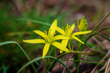The first spring flower