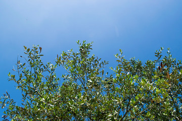 Gli ulivi al sole