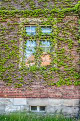 Brick wall covered with ivy