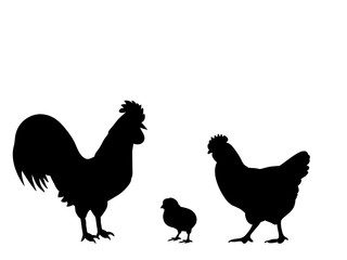 Rooster cock chicken bird black silhouette animal. Vector Illustrator.