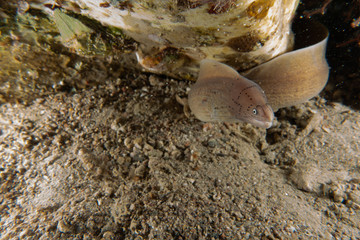 Moray eel Mooray lycodontis undulatus in the Red Sea, eilat israel