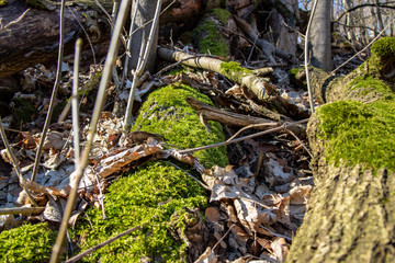 Town Thale, Harz with the tourist attractions Hexentanzplatz and Rosstrappe with wonderful hiking trails through forests with mossy trees