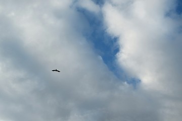 Bird flying in the sky on fluffy clouds background