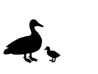 Duck duckling bird black silhouette animal. Vector Illustrator.