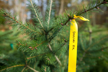 Ribbon with text hanging on young evergreen tree