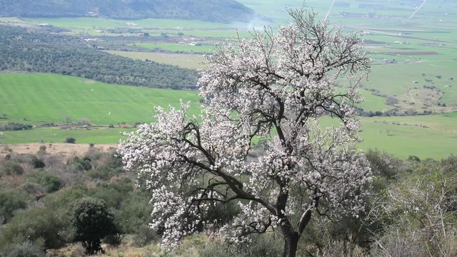 flower petals falling from the tree. the flowering of a wild pear. the valley of the hermitages. Gargano National Park, Apulia, Italy