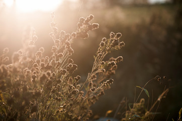 Dried flowers in a field backlit wintertime