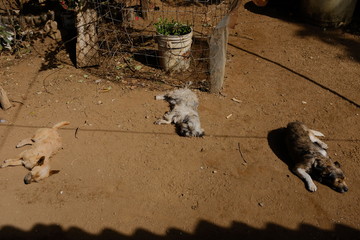 3 perros tomando el sol