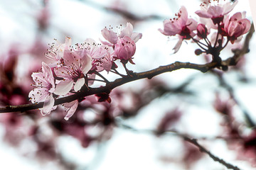 Frühling am Fluss