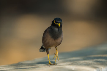 Common Myna Portrait