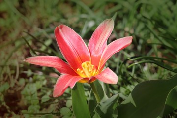 offene Blüte einer roten Tulpe