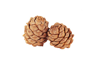 Pine cones on a white background close-up, side view