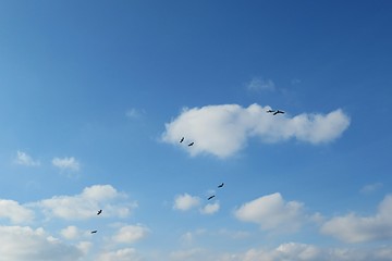 Beautiful sky view, birds in flight