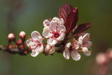 Filigrane Blüten