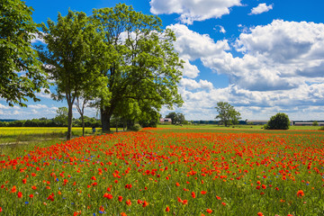 Blühende Landschaft