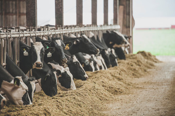 Cows feeding at dairy farm, Chilliwack, British Columbia, Canada