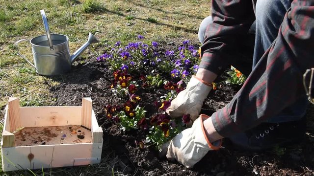 Gardener planting flowers (pansy) in the garden