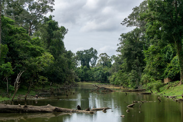 Obraz premium Lush jungle vegetation on the banks of a river in southeast Asia